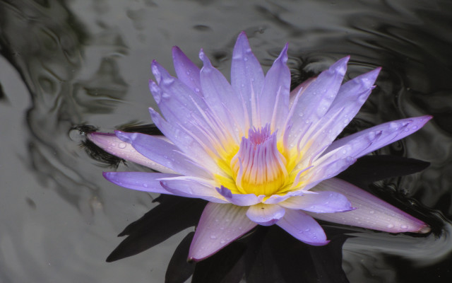 Purple flower water drops macro #2 free wallpaper - medium preview image