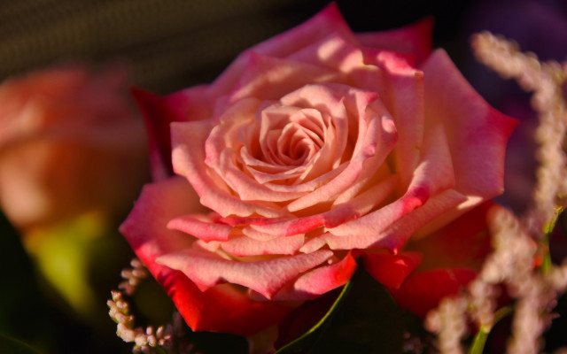 Pink rose bloom macro blurry free wallpaper - medium preview image