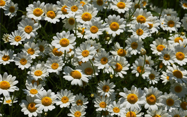 Yellow flowers field bee bouquet free wallpaper - medium preview image