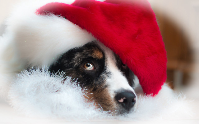 Shiba inu santa hat fluffy free wallpaper - medium preview image