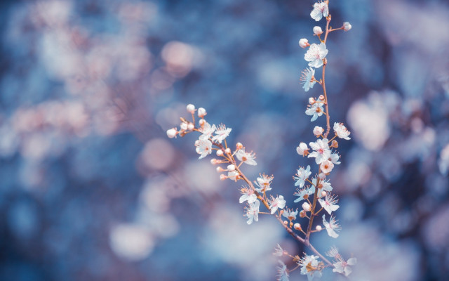 White flower branch bokeh blurry free wallpaper - medium preview image