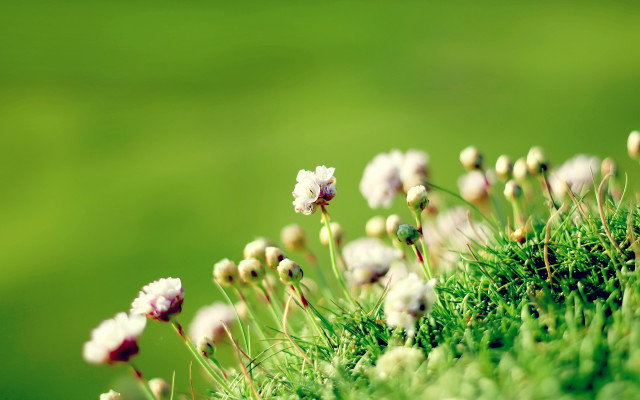 Flowers mossy surface bokeh green free wallpaper - medium preview image