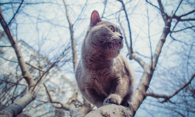 Curious cat on branch sky free wallpaper - medium preview image