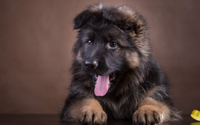 Dog tongue out table yellow free wallpaper - medium preview image