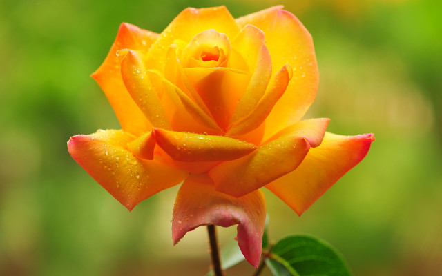 Yellow rose water droplets macro #3 free wallpaper - medium preview image