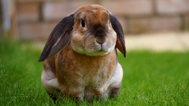 Rabbit grass side profile photorealistic free wallpaper - medium preview image