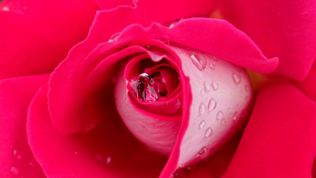 Pink rose water droplets macro #2 free wallpaper - medium preview image