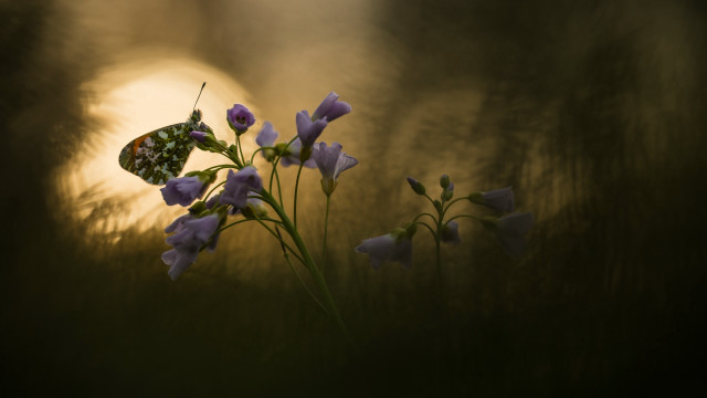 Butterfly flower sunset macro magic free wallpaper - medium preview image