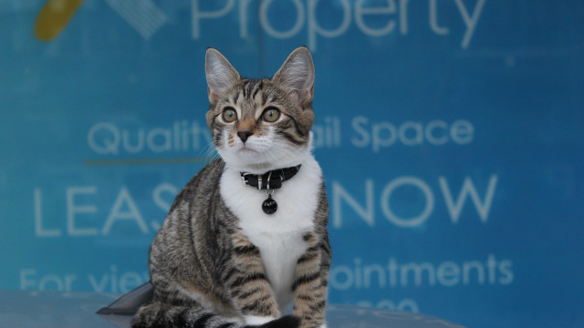 Cat table black collar bowtie free wallpaper - medium preview image