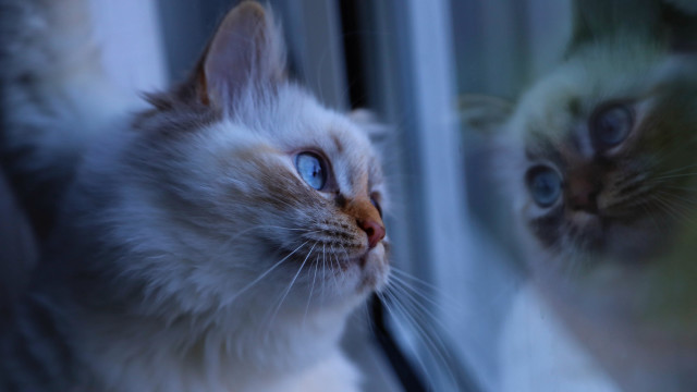 Cat reflection surrealism blue eyes free wallpaper - medium preview image