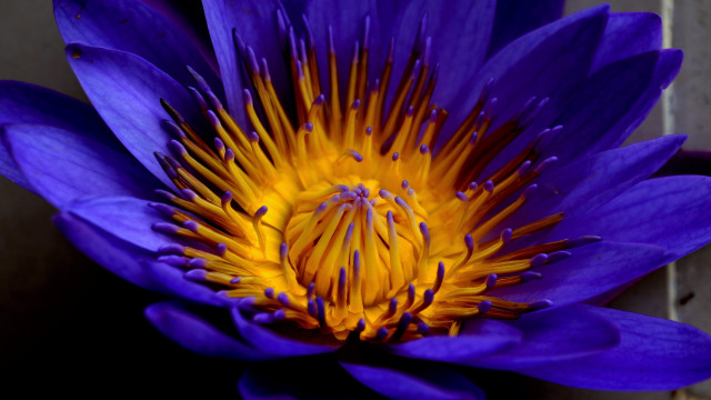 Purple flower yellow center macro #12 free wallpaper - medium preview image