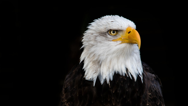 Bald eagle white head yellow #6 free wallpaper - medium preview image