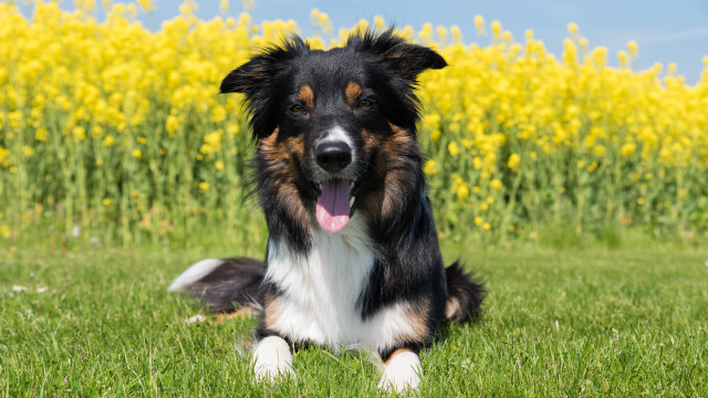 Dog tongue out field yellow free wallpaper - medium preview image