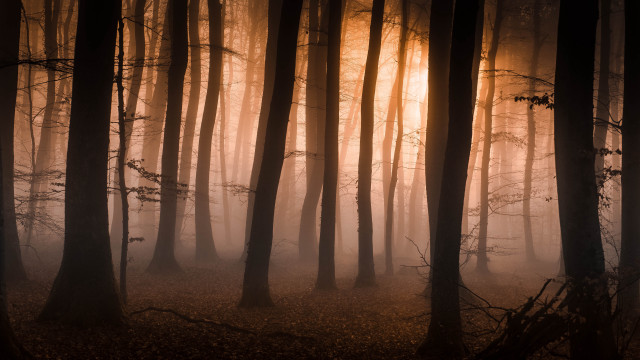 Foggy night forest trees light free wallpaper - medium preview image