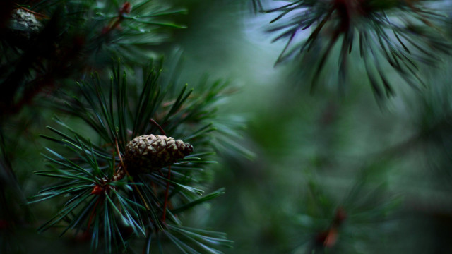 Pine cone pine branch needles free wallpaper - medium preview image