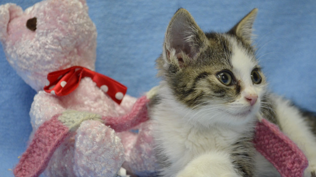 Kitten teddy bear blue blanket free wallpaper - medium preview image