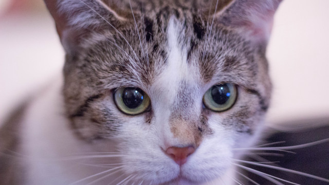 Serious gray striped cat green free wallpaper - medium preview image
