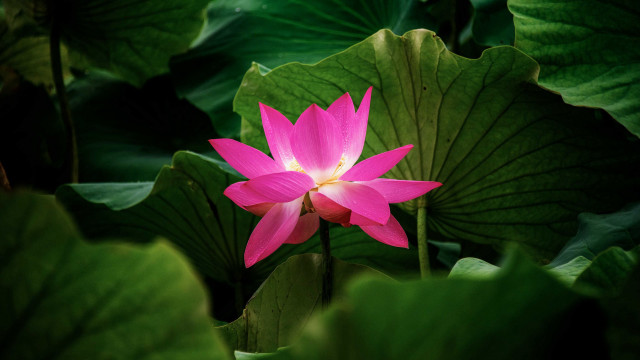 Pink flower lotus butterfly lily free wallpaper - medium preview image