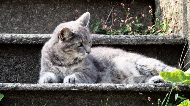 Cat stone step grass flowers free wallpaper - medium preview image