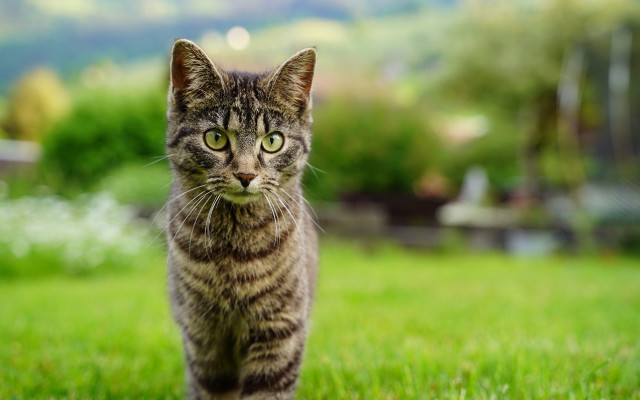 Cat grass bokeh rayonism tiltshift free wallpaper - medium preview image