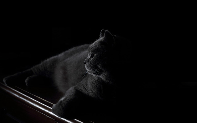 Cat wooden box dark chiaroscuro free wallpaper - medium preview image