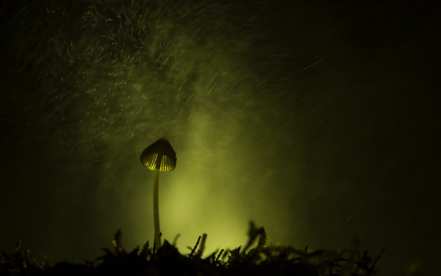 Flower green light night bioluminescence free wallpaper - medium preview image
