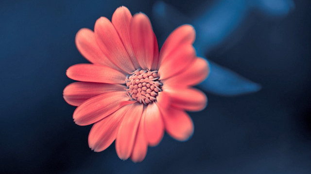 Red flower blue background macro #2 free wallpaper - medium preview image