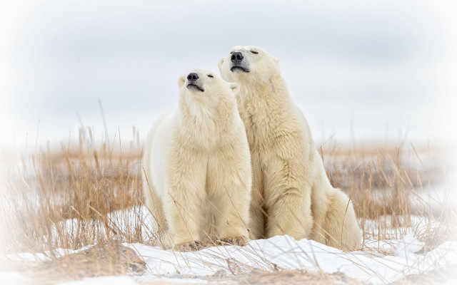 Polar bears snow outdoors ecological free wallpaper - medium preview image