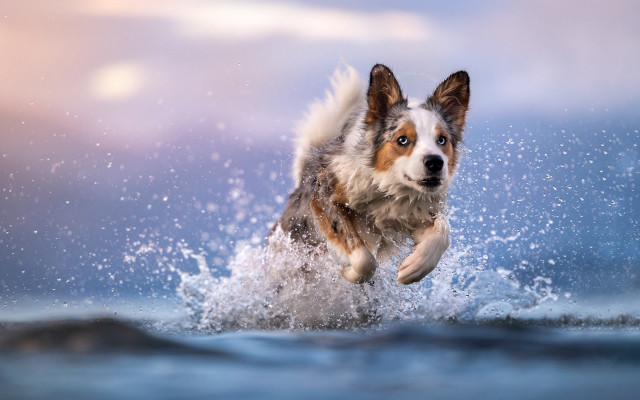 Dog running water frisbee night free wallpaper - medium preview image