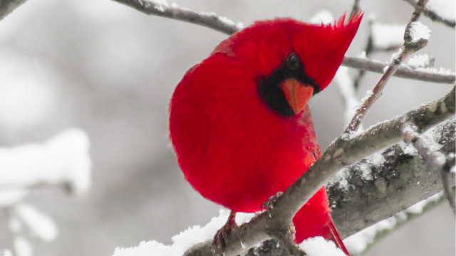 Red bird on branch in free wallpaper - medium preview image