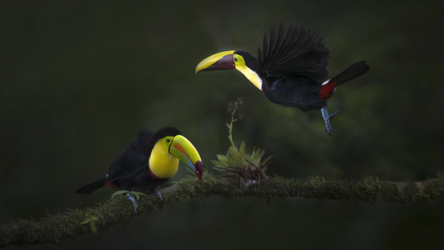 Two birds yellow beaks mossy free wallpaper - medium preview image
