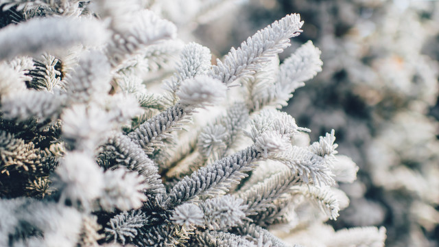 White needles snow blurred branches free wallpaper - medium preview image