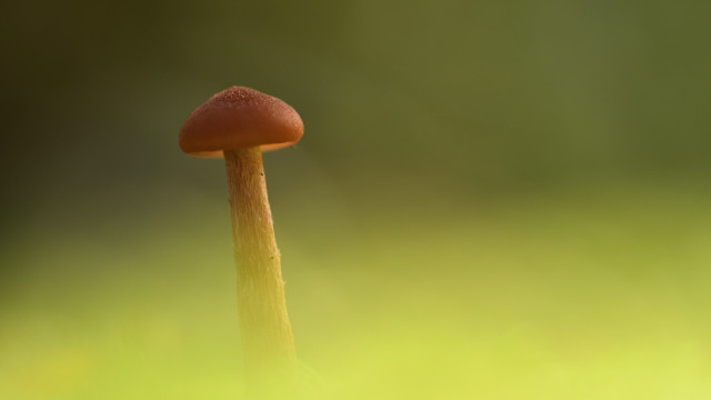 Orange mushroom green grass blurry free wallpaper - medium preview image