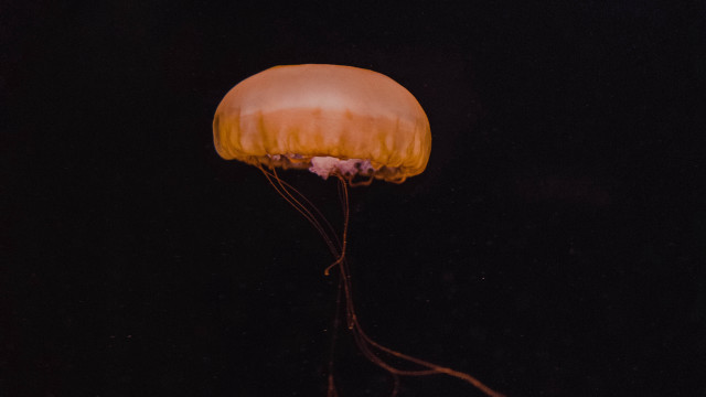 Jellyfish floating dark ocean night free wallpaper - medium preview image