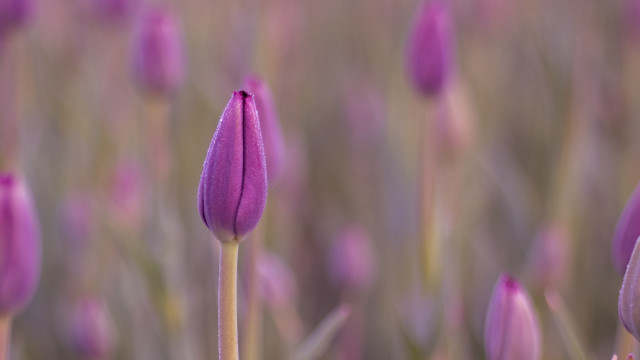 Purple flower macro sunset cloudy free wallpaper - medium preview image