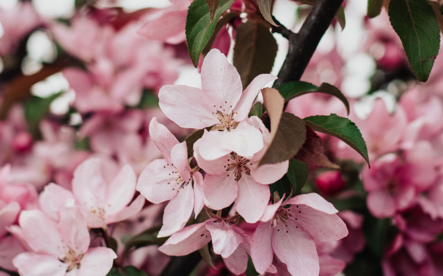 Pink flower cherry blossoms bokeh free wallpaper - medium preview image