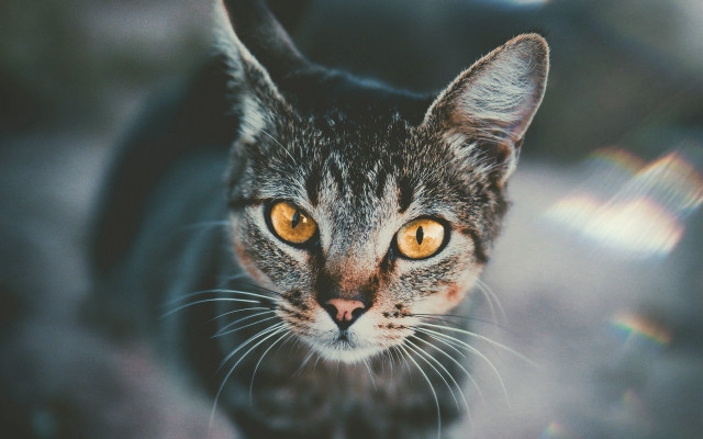 Cat yellow eyes symmetrical depth free wallpaper - medium preview image