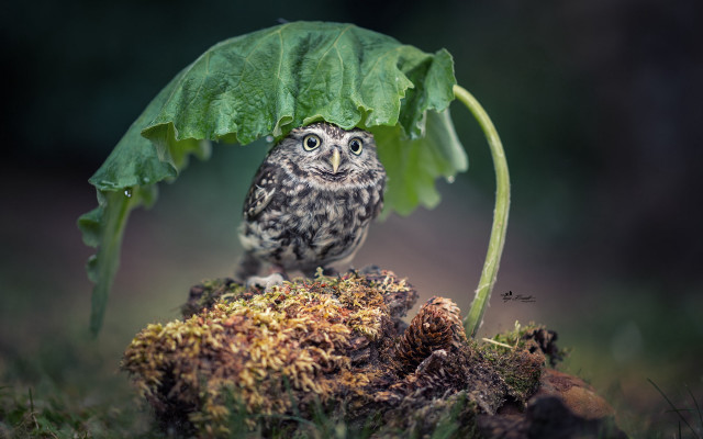 Small owl under green leaf free wallpaper - medium preview image