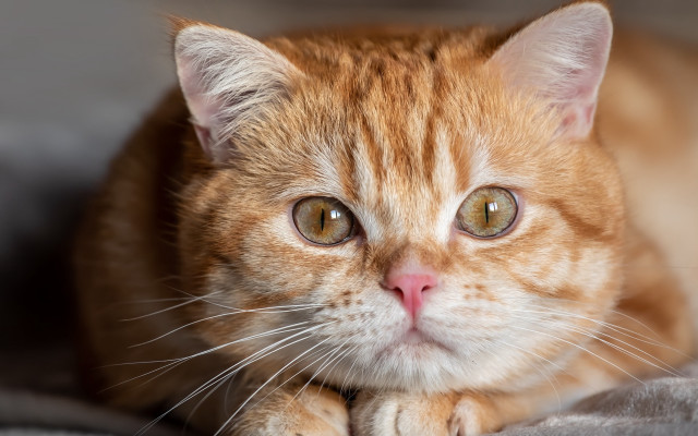 Cat closeup bed blanket wideeyes free wallpaper - medium preview image