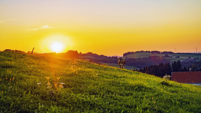 Sunset hill walker houses forest free wallpaper - medium preview image
