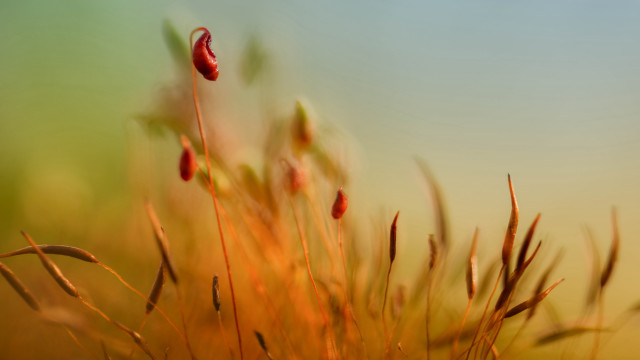 Plant blurry background macro sunset free wallpaper - medium preview image