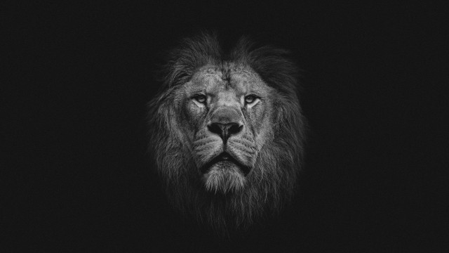 Black white lion face regal free wallpaper - medium preview image