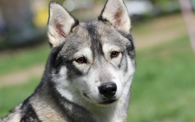 Shiba inu dog grass blurry free wallpaper - medium preview image