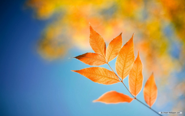 Branch leaves blue sky clouds free wallpaper - medium preview image
