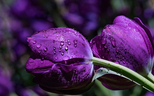 Purple flower water droplets macro #10 free wallpaper - medium preview image