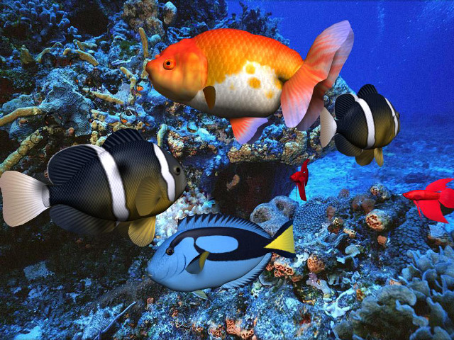 Fish swimming coral reef blue free wallpaper - medium preview image