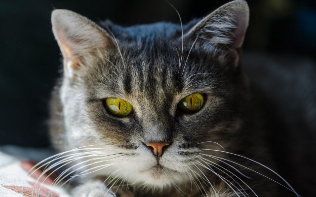 Cat yellow eyes sad laying free wallpaper - medium preview image