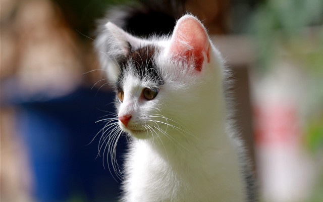 White black cat red spot free wallpaper - medium preview image