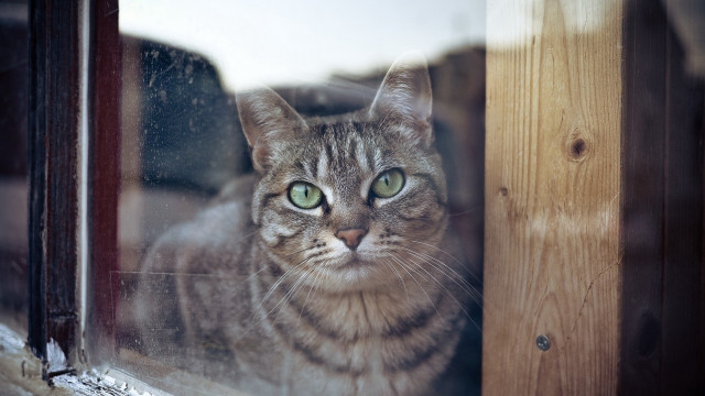 Black cat green eyes window #2 free wallpaper - medium preview image