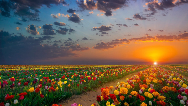 Flower field sunset clouds dirt free wallpaper - medium preview image